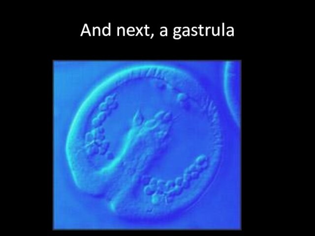 And next, a gastrula