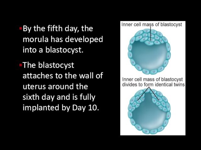 By the fifth day, the morula has developed into a blastocyst.The blastocyst attaches to the wall