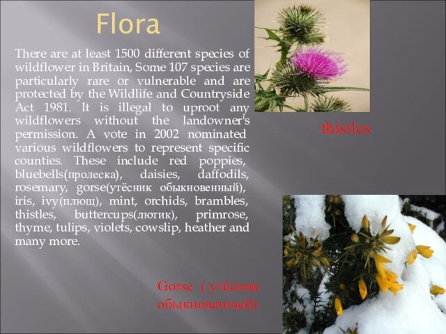 FloraThere are at least 1500 different species of wildflower in Britain, Some 107 species are particularly
