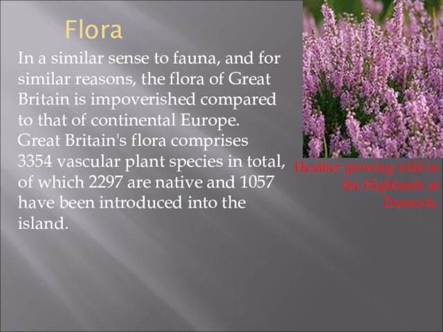 the flora of Great Britain is impoverished compared to that of continental Europe. Great Britain's