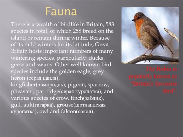 FaunaThere is a wealth of birdlife in Britain, 583 species in total, of which 258 breed