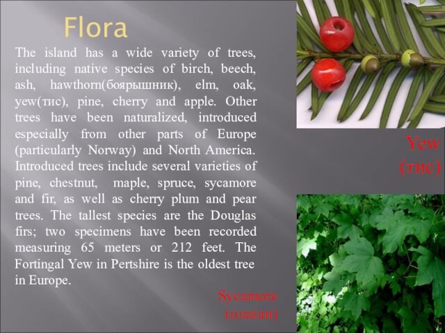 FloraThe island has a wide variety of trees, including native species of birch, beech, ash, hawthorn(боярышник),
