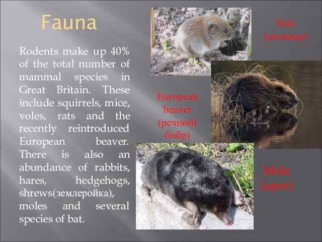 FaunaRodents make up 40% of the total number of mammal species in Great Britain. These include