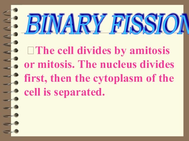The cell divides by amitosis or mitosis. The nucleus divides first, then the cytoplasm of
