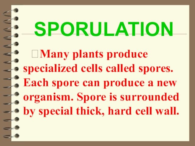 SPORULATION  Many plants produce specialized cells