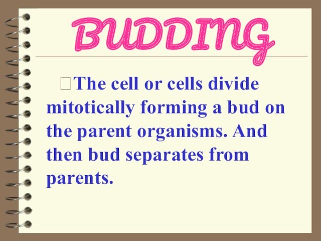 on the parent organisms. And then bud separates from parents.