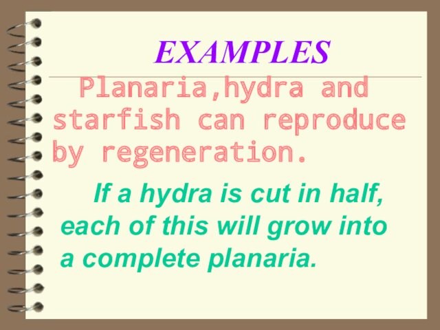 Planaria,hydra and starfish can reproduce by regeneration.   If a hydra is cut