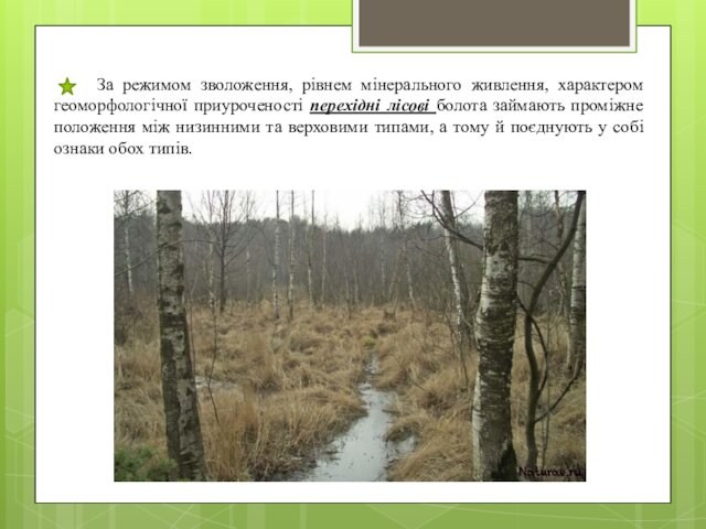 приуроченості перехідні лісові болота займають проміжне положення між низинними та верховими типами, а тому й