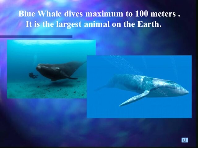 largest animal on the Earth.