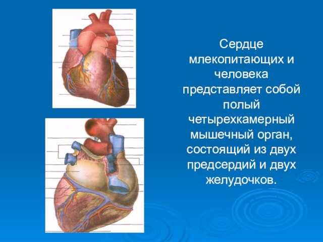 Сердце млекопитающих и человека представляет собой полый четырехкамерный мышечный орган, состоящий из двух предсердий и двух