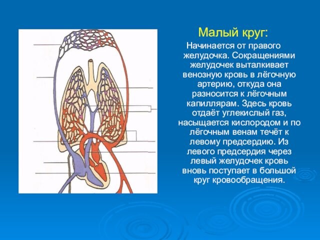 лёгочную артерию, откуда она разносится к лёгочным капиллярам. Здесь кровь отдаёт углекислый газ, насыщается кислородом