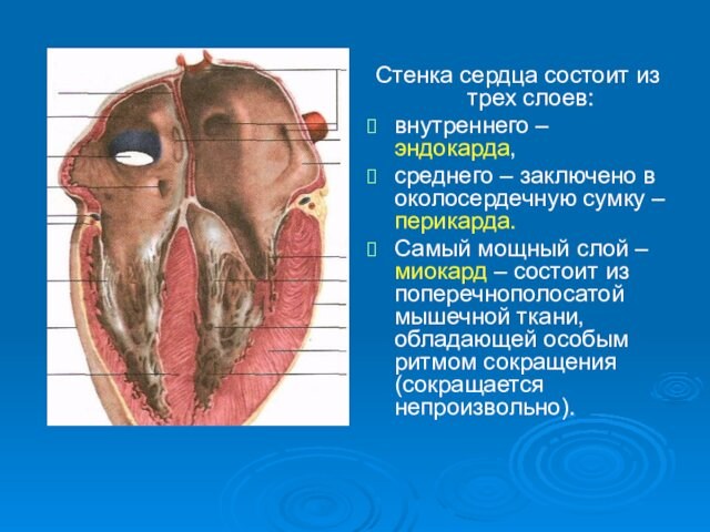 Стенка сердца состоит из трех слоев: внутреннего – эндокарда, среднего – заключено в околосердечную сумку –