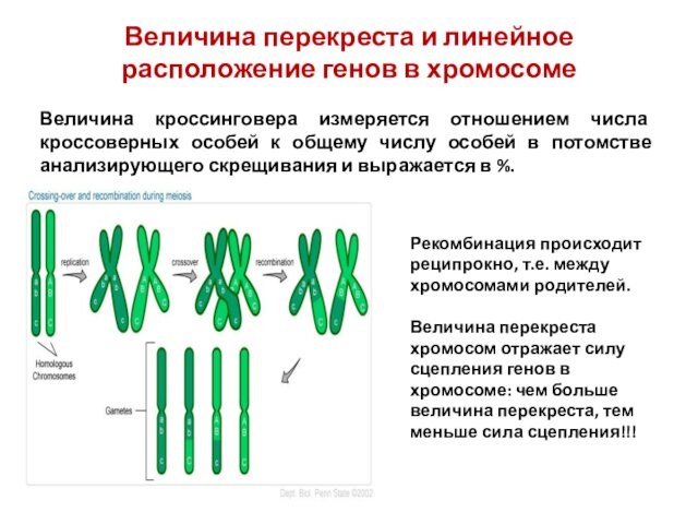 Величина перекреста и линейное расположение генов в хромосомеВеличина кроссинговера измеряется отношением числа кроссоверных особей к общему