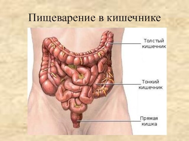 Пищеварение в кишечнике