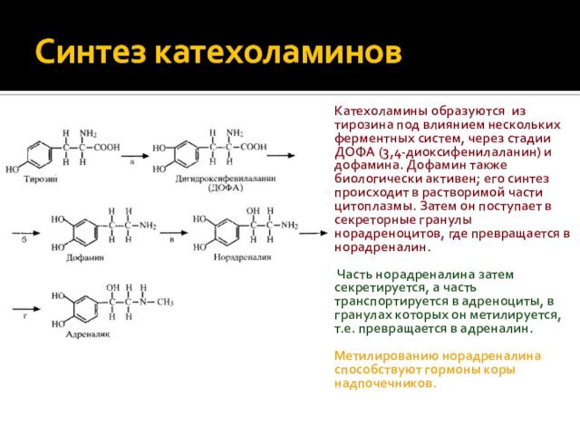 Синтез катехоламинов    Катехоламины образуются из тирозина под влиянием нескольких ферментных систем, через стадии