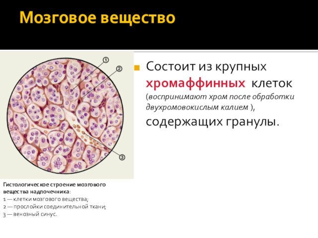 Мозговое вещество Состоит из крупных хромаффинных клеток (воспринимают хром после обработки двухромовокислым калием ), содержащих гранулы.