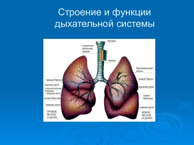 дыхательной системы