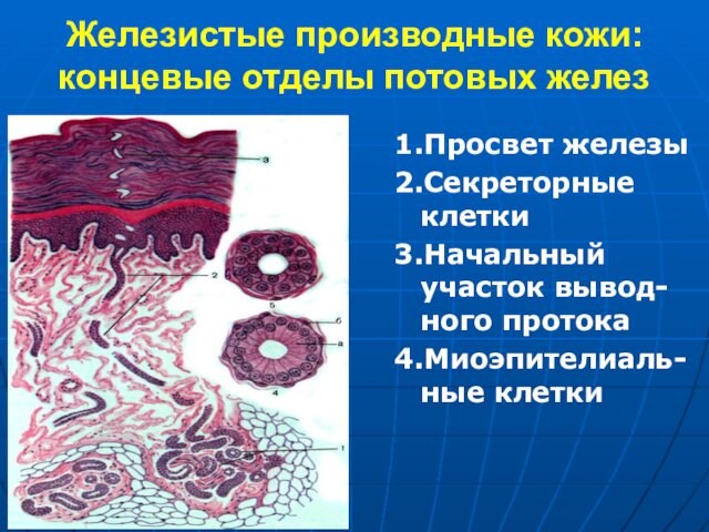 Железистые производные кожи: концевые отделы потовых желез1.Просвет железы2.Секреторные клетки3.Начальный участок вывод-ного протока4.Миоэпителиаль-ные клетки