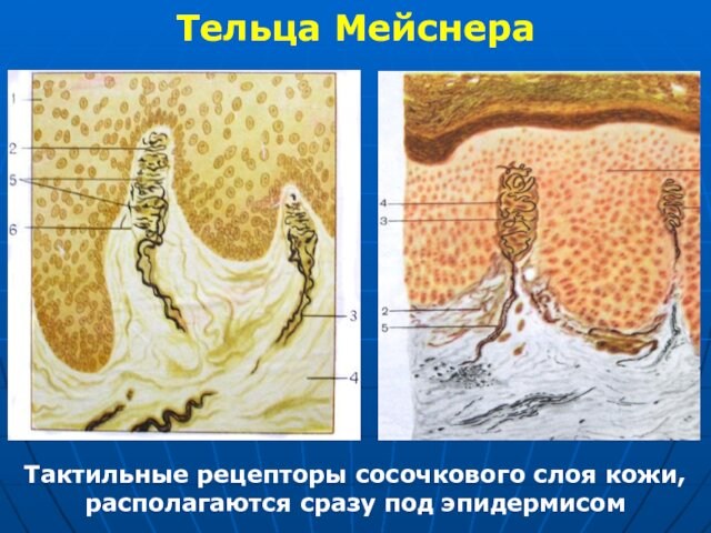 Тельца МейснераТактильные рецепторы сосочкового слоя кожи, располагаются сразу под эпидермисом