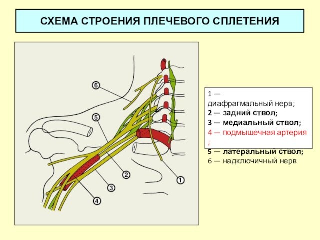 СХЕМА СТРОЕНИЯ ПЛЕЧЕВОГО СПЛЕТЕНИЯ 1 —диафрагмальный нерв; 2 — задний ствол; 3 — медиальный ствол; 4 — подмышечная артерия; 5 — латеральный ствол; 6 — надключичный нерв