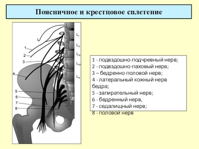 3 – бедренно-половой нерв; 4 - латеральный кожный нерв бедра; 5 - запирательный нерв; 6