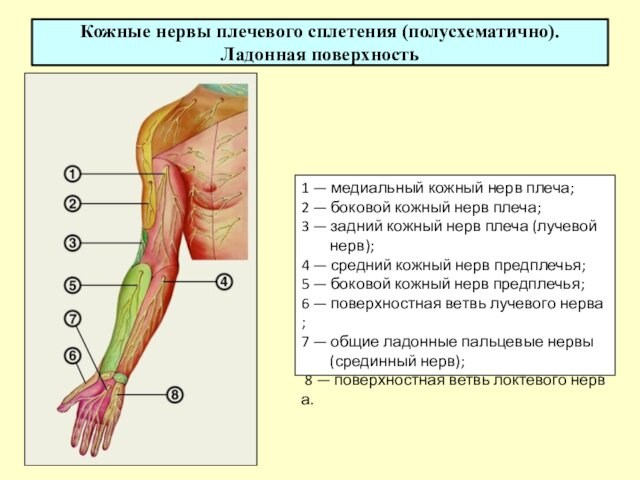 (срединный нерв); 8 — поверхностная ветвь локтевого нерва.