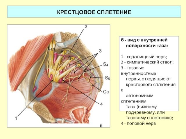 КРЕСТЦОВОЕ СПЛЕТЕНИЕ б - вид с внутренней   поверхности таза: 1 - седалищный нерв;