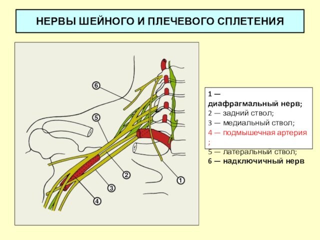 НЕРВЫ ШЕЙНОГО И ПЛЕЧЕВОГО СПЛЕТЕНИЯ 1 —диафрагмальный нерв; 2 — задний ствол; 3 — медиальный ствол; 4 — подмышечная артерия; 5 — латеральный ствол; 6 — надключичный нерв
