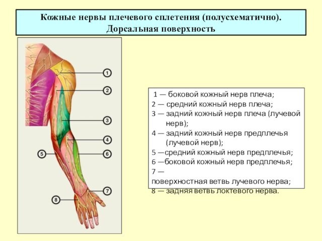 Кожные нервы плечевого сплетения (полусхематично). Дорсальная поверхность 1 — боковой кожный нерв плеча; 2 — средний кожный нерв плеча; 3 — задний кожный нерв плеча (лучевой    нерв); 4 — задний кожный нерв предплечья    (лучевой нерв); 5 —средний кожный нерв предплечья; 6 —боковой кожный нерв предплечья; 7 —поверхностная ветвь лучевого нерва; 8 — задняя ветвь локтевого нерва.
