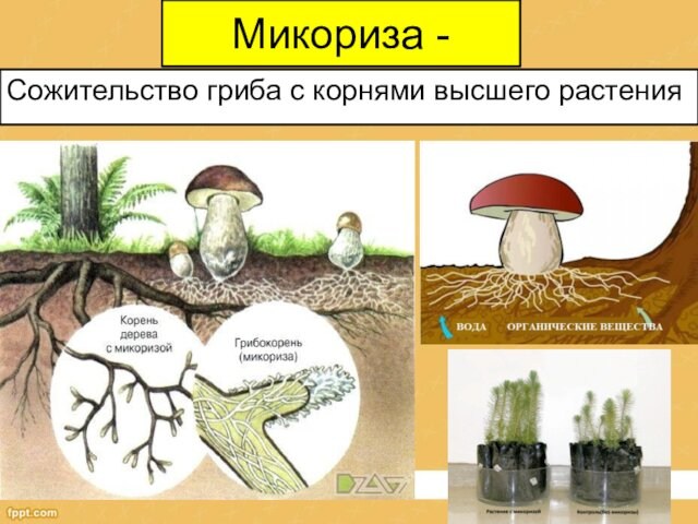 Микориза - Сожительство гриба с корнями высшего растения