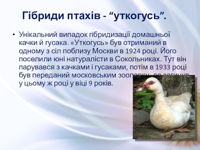 Унікальний випадок гібридизації домашньої качки й гусака. «Уткогусь» був отриманий в одному з сіл поблизу Москви