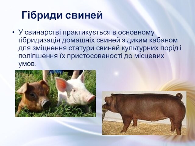 У свинарстві практикується в основному гібридизація домашніх свиней з диким кабаном для зміцнення статури свиней культурних