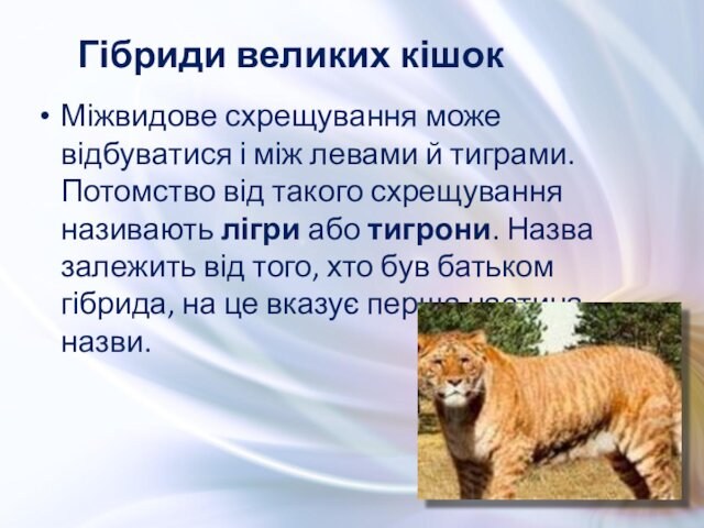 Міжвидове схрещування може відбуватися і між левами й тиграми. Потомство від такого схрещування називають лігри або
