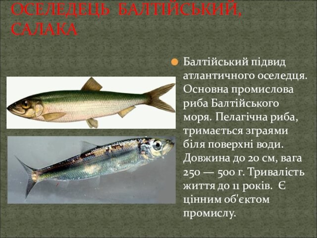 Пелагічна риба, тримається зграями біля поверхні води. Довжина до 20 см, вага 250 — 500 г. Тривалість