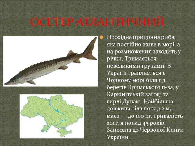 розмноження заходить у річки. Тримається невеликими групами. В Україні трапляється в Чорному морі біля пд.