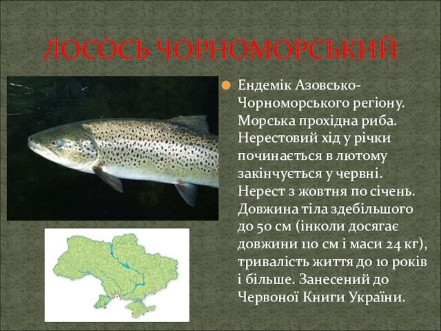 ЛОСОСЬ ЧОРНОМОРСЬКИЙЕндемік Азовсько-Чорноморського регіону. Морська прохідна риба. Нерестовий хід у річки починається в лютому закінчується у