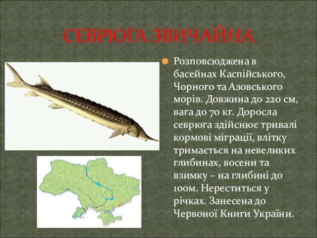 СЕВРЮГА ЗВИЧАЙНАРозповсюджена в басейнах Каспійського, Чорного та Азовського морів. Довжина до 220 см, вага до 70