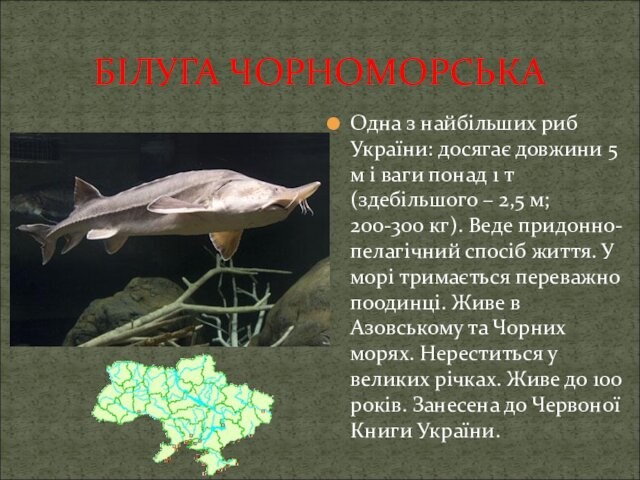 БІЛУГА ЧОРНОМОРСЬКАОдна з найбільших риб України: досягає довжини 5 м і ваги понад 1 т (здебільшого