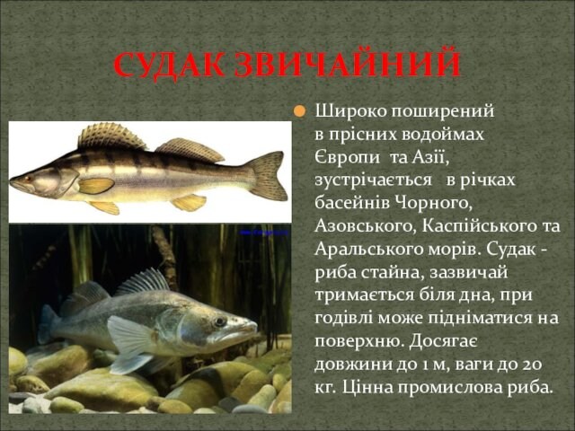 Азовського, Каспійського та Аральського морів. Судак - риба стайна, зазвичай тримається біля дна, при годівлі