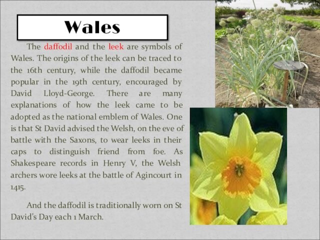 The daffodil and the leek are symbols of Wales. The origins of the leek can be