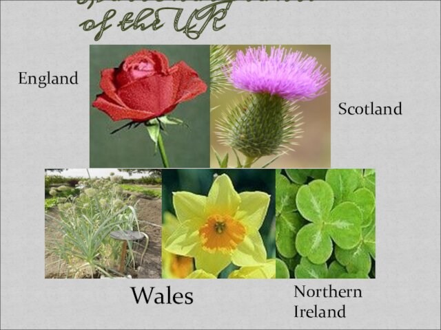 National plants of the UKEnglandScotlandWalesNorthern Ireland