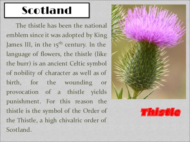 The thistle has been the national emblem since it was adopted by King James III, in