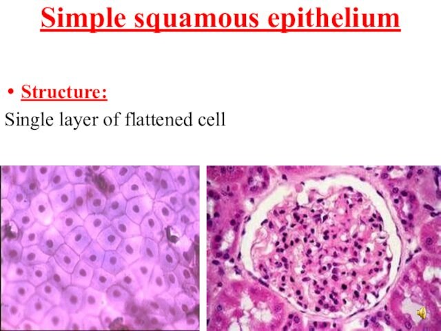 Simple squamous epithelium  Structure:Single layer of flattened cell