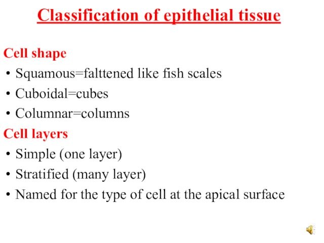 Classification of epithelial tissue Cell shapeSquamous=falttened like fish scalesCuboidal=cubesColumnar=columnsCell layersSimple (one layer)Stratified (many layer)Named for the