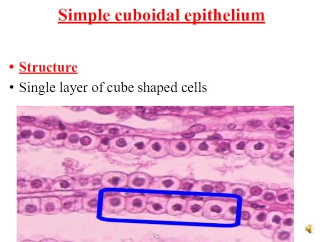 Simple cuboidal epithelium  StructureSingle layer of cube shaped cells