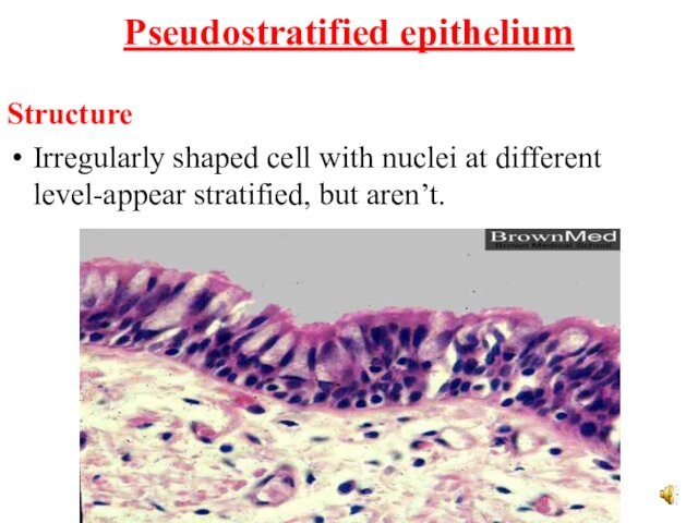 Pseudostratified epithelium Structure Irregularly shaped cell with nuclei at different level-appear stratified, but aren’t.