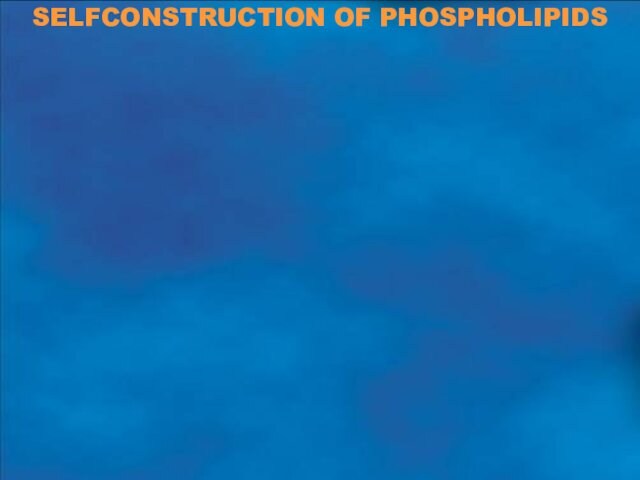 SELFCONSTRUCTION OF PHOSPHOLIPIDS