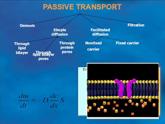 PASSIVE TRANSPORTOsmosisSimple diffusionFacilitated diffusionFiltrationThrough lipid bilayerThrough lipid bilayerporesThrough protein poresFixed carrierNonfixed carrier