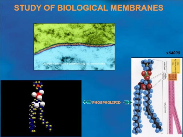 STUDY OF BIOLOGICAL MEMBRANESх54000PHOSPHOLIPID