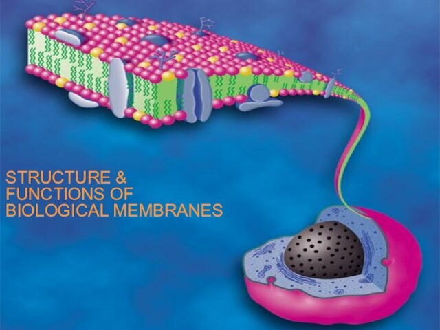 STRUCTURE &FUNCTIONS OFBIOLOGICAL MEMBRANES